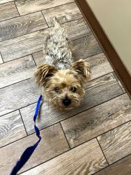 Found/Stray Male Dog last seen 58th and Memphis, Lubbock, TX 79413