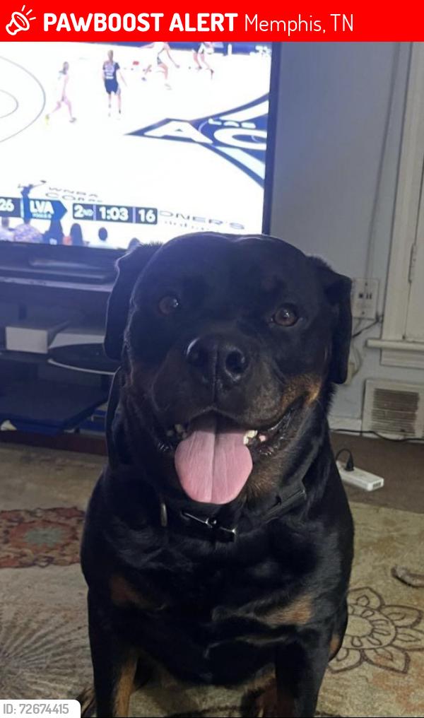 Lost Female Dog last seen Tulane road and whiterock, Memphis, TN 38109