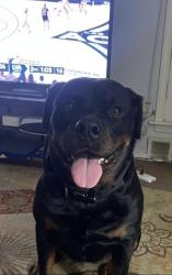 Lost Female Dog last seen Tulane road and whiterock, Memphis, TN 38109