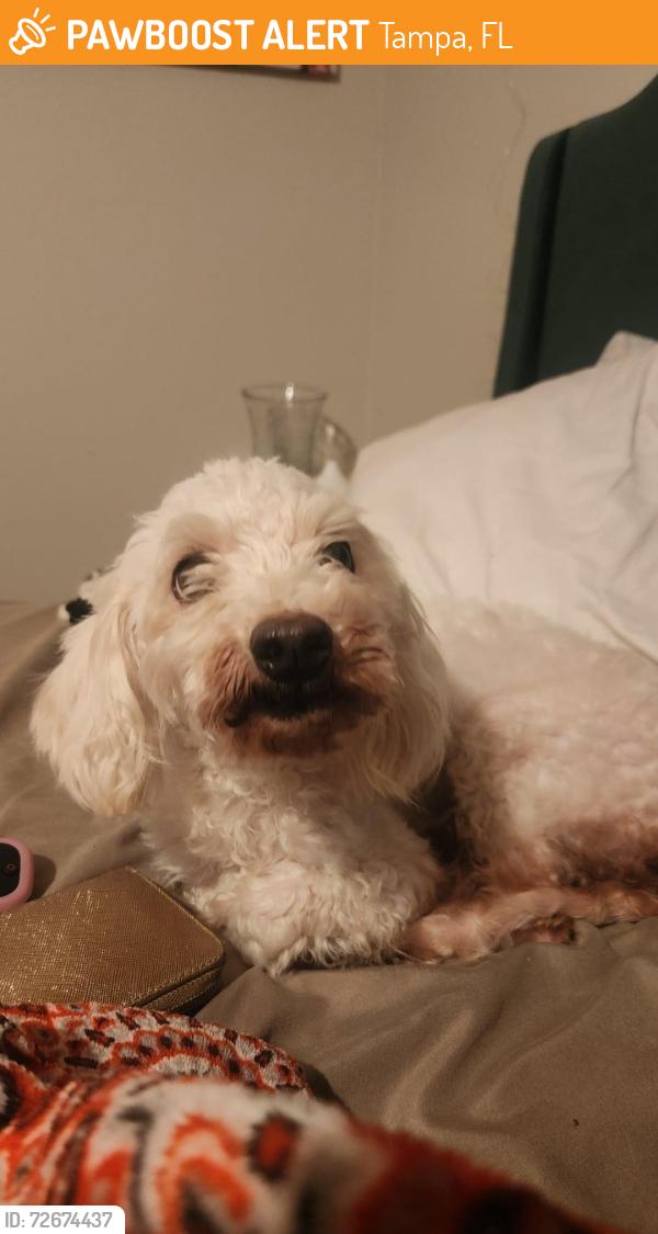 Found/Stray Male Dog last seen Grand Oasis apmts of Carrollwood, Tampa, FL 33614