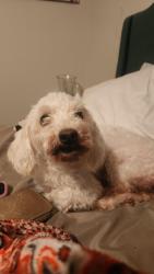 Found/Stray Male Dog last seen Grand Oasis apmts of Carrollwood, Tampa, FL 33614