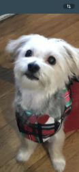 Lost Male Dog last seen Near Pennsylvania Ave., Brooklyn, NY 11207