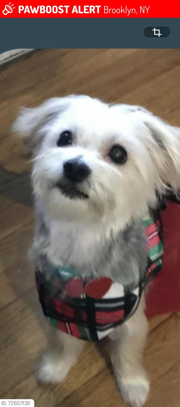 Lost Male Dog last seen Near Pennsylvania Ave., Brooklyn, NY 11207