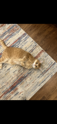Lost Male Cat last seen Lillington , Lillington, NC 27546