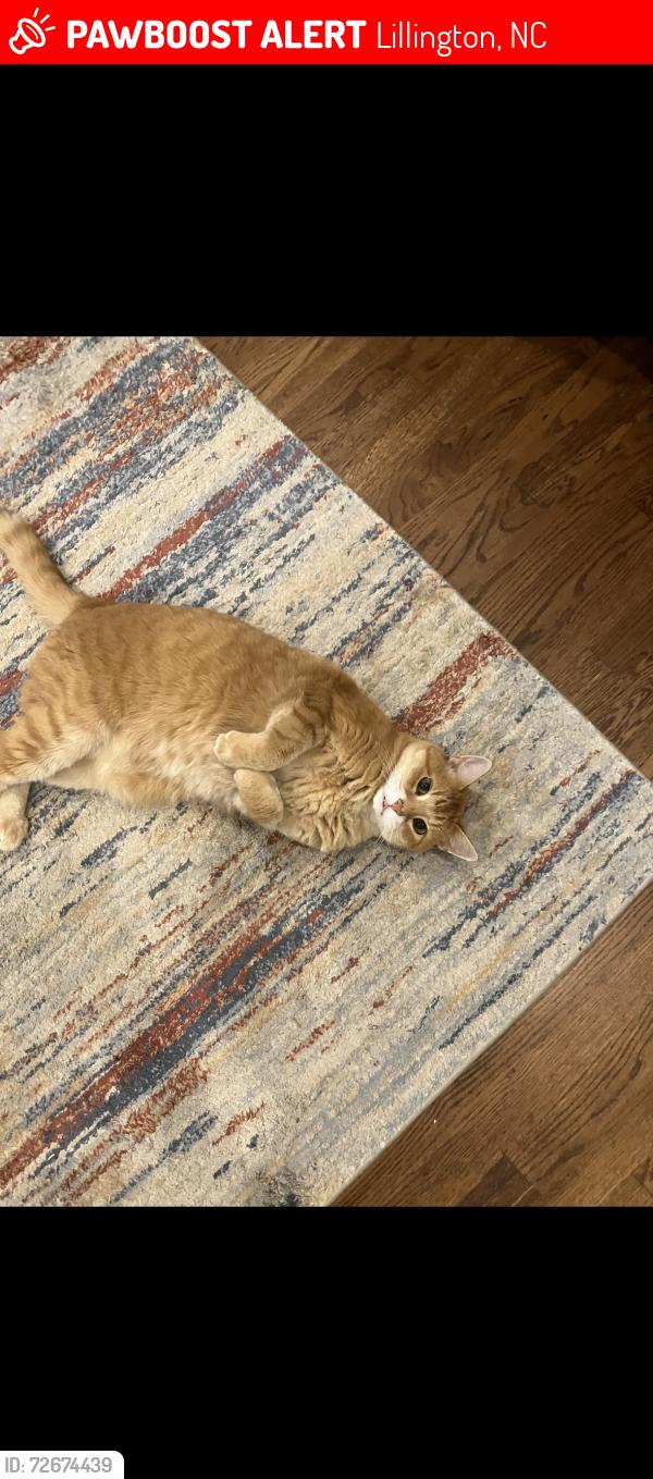 Lost Male Cat last seen Lillington , Lillington, NC 27546