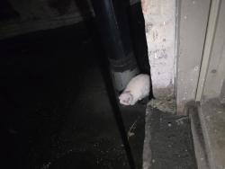 Found/Stray Unknown Cat last seen Right next to my window, The Bronx, NY 10458