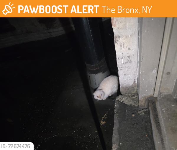 Found/Stray Unknown Cat last seen Right next to my window, The Bronx, NY 10458