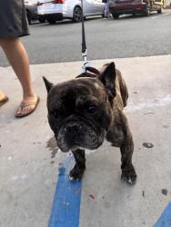 Found/Stray Male Dog last seen Montgomery Walker Recreation Center, San Diego, CA 92154