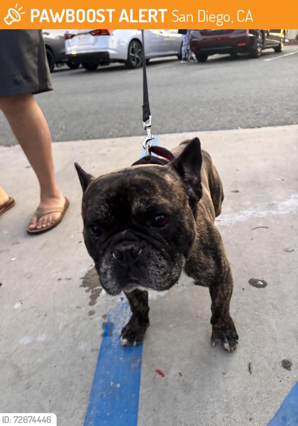 Found/Stray Male Dog last seen Montgomery Walker Recreation Center, San Diego, CA 92154