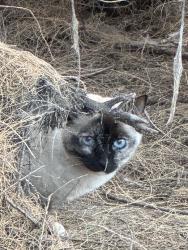 Found/Stray Unknown Cat last seen Mulberry Ave., El Paso, TX 79932