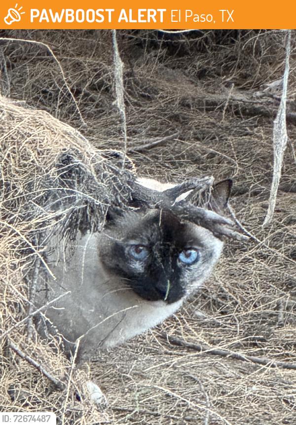 Found/Stray Unknown Cat last seen Mulberry Ave., El Paso, TX 79932