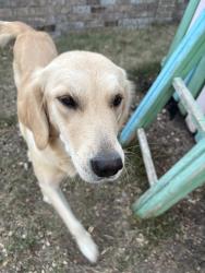Lost Female Dog last seen Near jones maltsberger rd, San Antonio, TX 78247