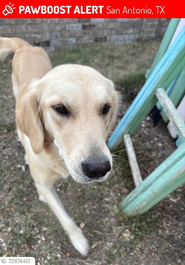 Lost Female Dog last seen Near jones maltsberger rd, San Antonio, TX 78247