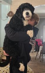 Lost Male Dog last seen McMahan Rd, Piedmont, SC 29673