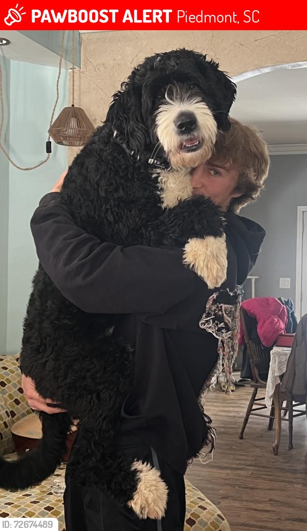 Lost Male Dog last seen McMahan Rd, Piedmont, SC 29673