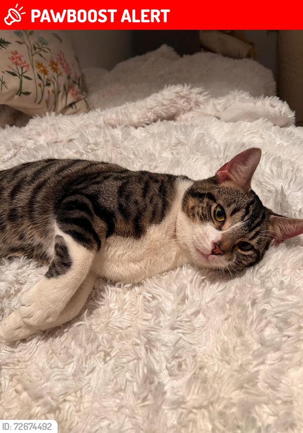 Lost Male Cat last seen Balham, Greater London, England 