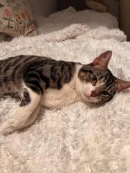 Lost Male Cat last seen Balham, Greater London, England 