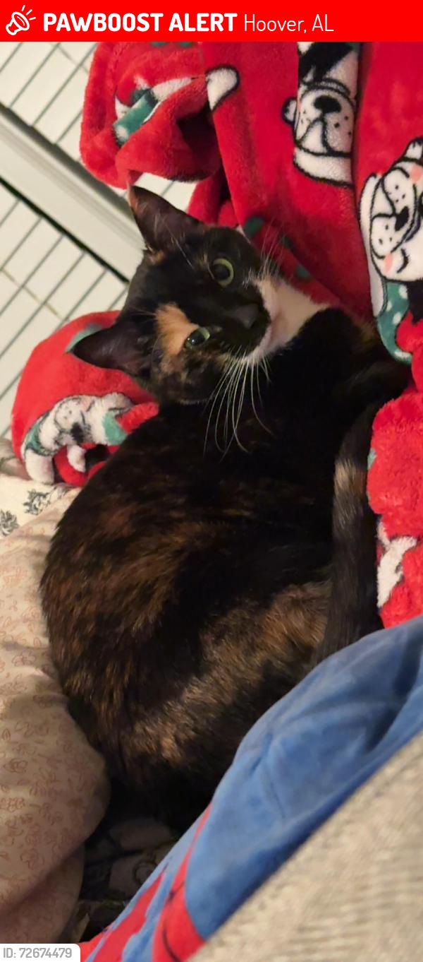 Lost Female Cat last seen Colonial Grand at Riverchase Trails and Summerchase at Riverchase, Hoover, AL 35244