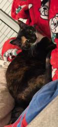 Lost Female Cat last seen Colonial Grand at Riverchase Trails and Summerchase at Riverchase, Hoover, AL 35244