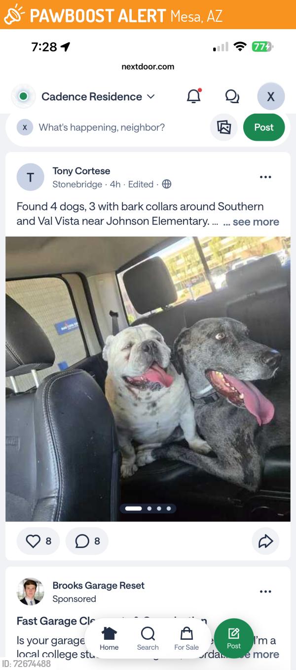 Found/Stray Unknown Dog last seen Val vista and southern , Mesa, AZ 85204