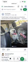 Found/Stray Unknown Dog last seen Val vista and southern , Mesa, AZ 85204