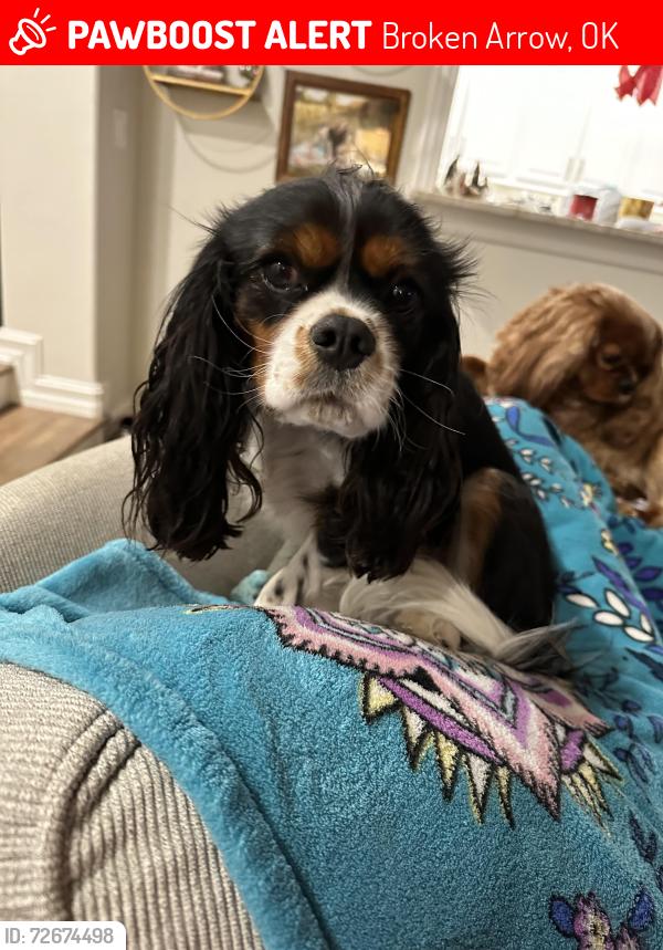 Lost Male Dog last seen 121st between Lynn lane and county line, Broken Arrow, OK 74011