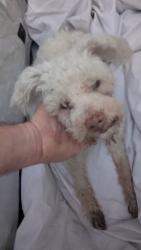Found/Stray Male Dog last seen 82nd and Antwerp , Los Angeles, CA 90001