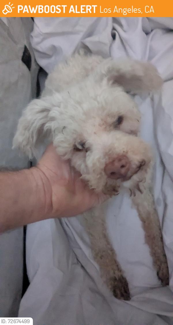 Found/Stray Male Dog last seen 82nd and Antwerp , Los Angeles, CA 90001