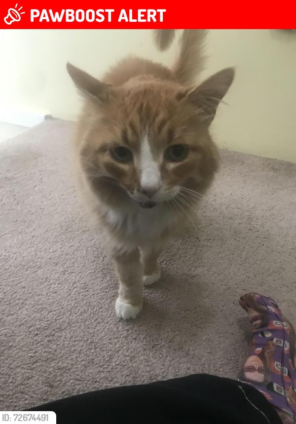 Lost Male Cat last seen Dunbar and West 20th near Lord Byng elementary , North Vancouver, BC 