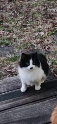 Lost Female Cat last seen Bowman Circle, Pell City, AL 35125