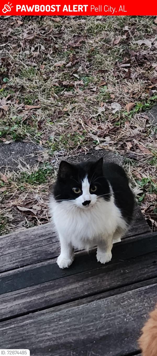 Lost Female Cat last seen Bowman Circle, Pell City, AL 35125