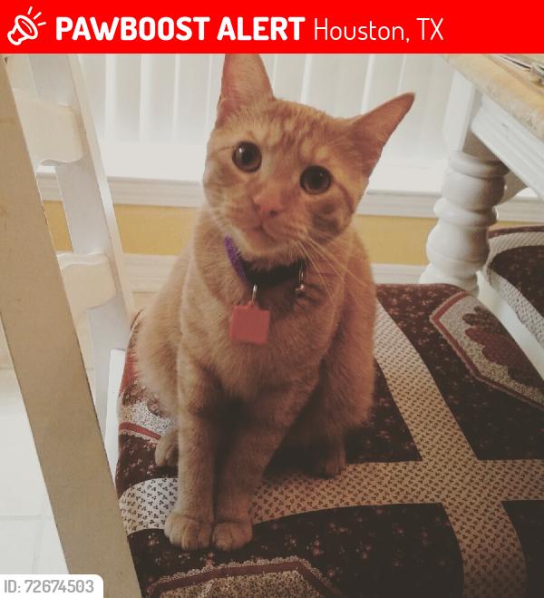 Lost Male Cat last seen Morningside dr, Houston, TX 77098