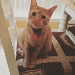 Lost Male Cat last seen Morningside dr, Houston, TX 77098
