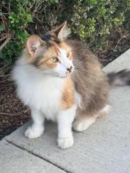 Found/Stray Unknown Cat last seen Ridge Valley and Portola, Irvine, CA 92618