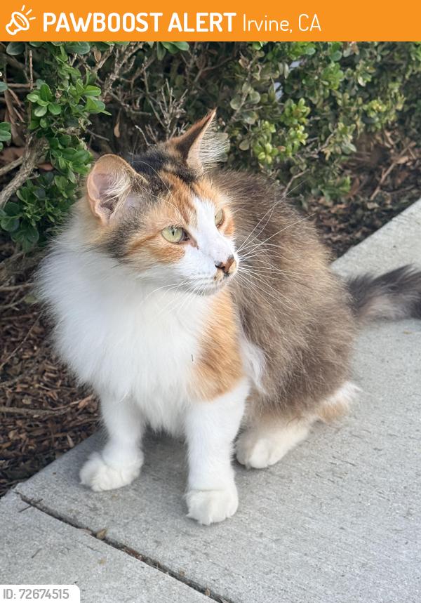 Found/Stray Unknown Cat last seen Ridge Valley and Portola, Irvine, CA 92618