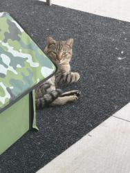 Found/Stray Unknown Cat last seen Paladino & morning Drive , Bakersfield, CA 93306