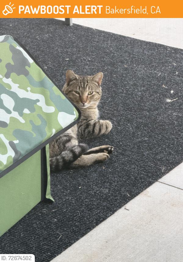 Found/Stray Unknown Cat last seen Paladino & morning Drive , Bakersfield, CA 93306