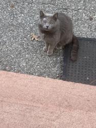Found/Stray Unknown Cat last seen Fire station, Westbury , Westbury, NY 11590