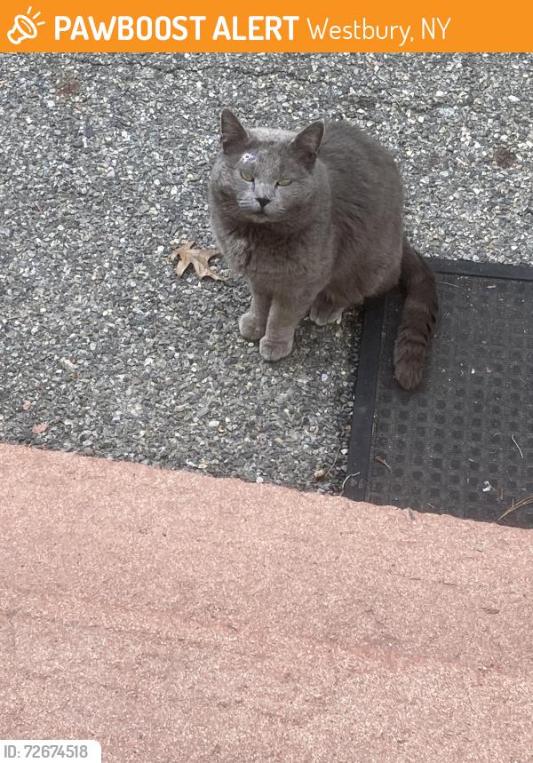 Found/Stray Unknown Cat last seen Fire station, Westbury , Westbury, NY 11590