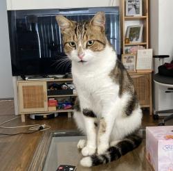 Lost Male Cat last seen Near Amadio Place Mount Pritchard, Mount Pritchard, NSW 2170