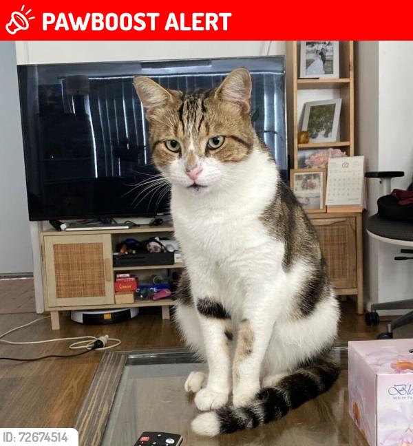 Lost Male Cat last seen Near Amadio Place Mount Pritchard, Mount Pritchard, NSW 2170