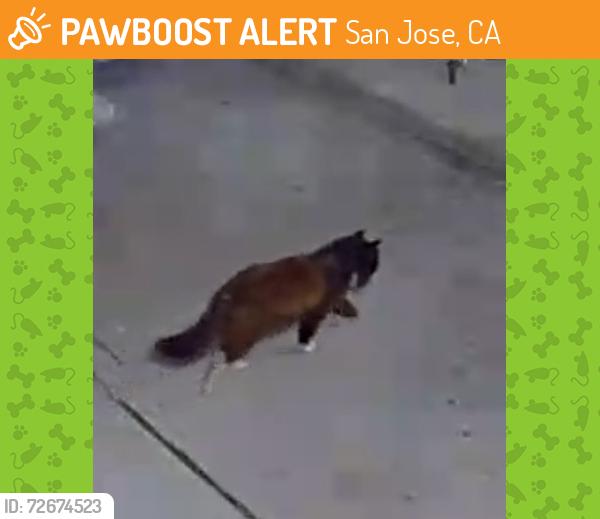 Found/Stray Unknown Cat last seen By apmts usually comes around night time or early mornings , San Jose, CA 95116
