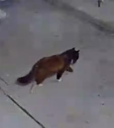 Found/Stray Unknown Cat last seen By apmts usually comes around night time or early mornings , San Jose, CA 95116