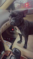 Lost Male Dog last seen Ramey and huges, Fort Worth, TX 76119