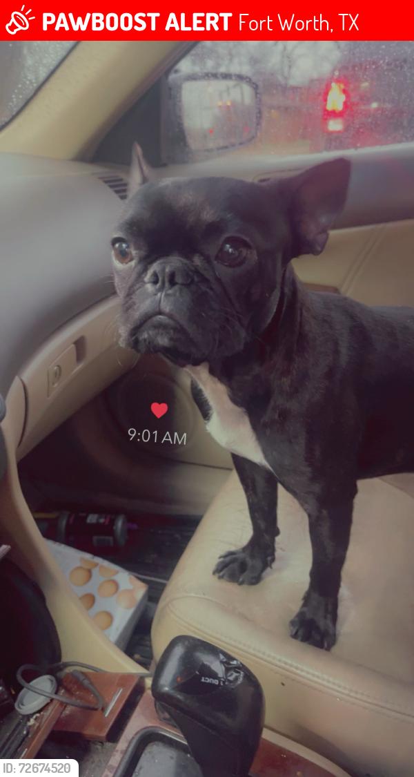 Lost Male Dog last seen Ramey and huges, Fort Worth, TX 76119