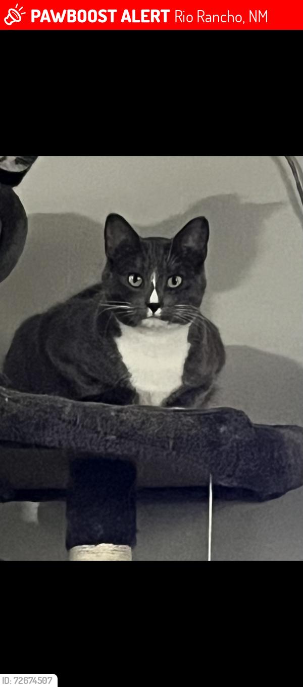 Lost Female Cat last seen Southern and golf course, Rio Rancho, NM 87124