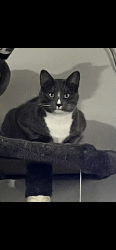 Lost Female Cat last seen Southern and golf course, Rio Rancho, NM 87124