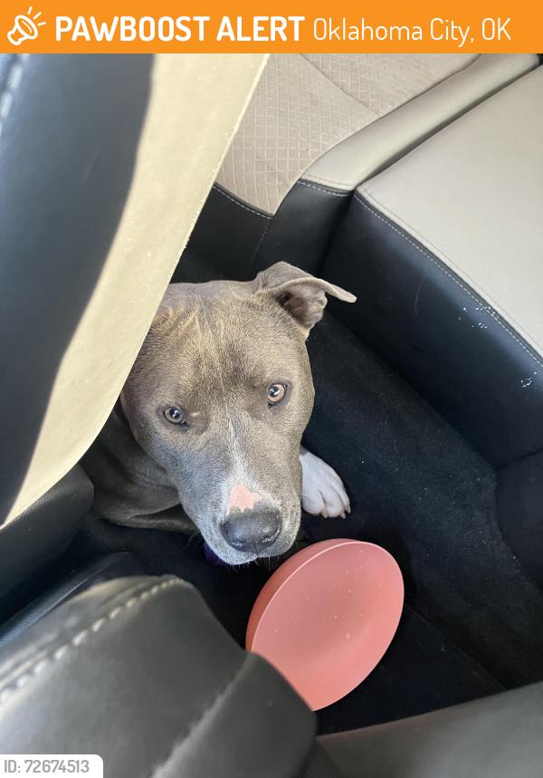 Found/Stray Female Dog last seen Golden Oaks and Markwell, Oklahoma City, OK 73127