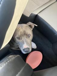 Found/Stray Female Dog last seen Golden Oaks and Markwell, Oklahoma City, OK 73127