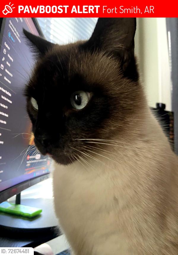 Lost Male Cat last seen Ballman elementary, p street, Fort Smith, AR 72901